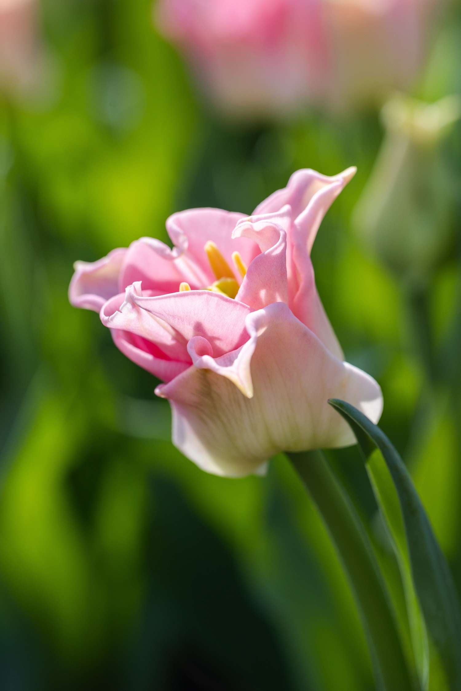Tulppaani 'Crown of Dynasty'